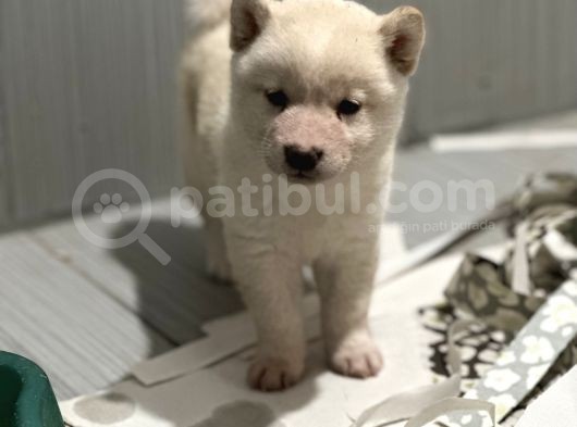 Shiba Bebekler görsel