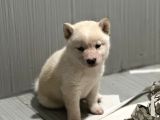 Shiba Bebekler