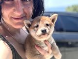 Shiba Bebekler