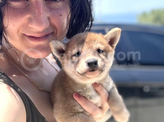 Shiba Bebekler görsel