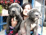 Cane Corso Yavrular