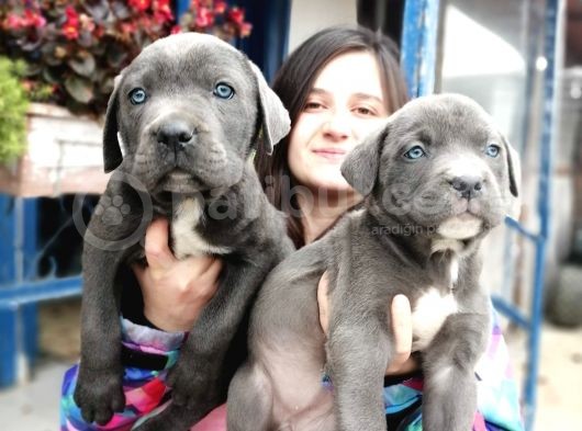 Cane Corso Yavrular görsel