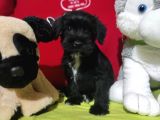 Minyatür Schnauzer Bebekler