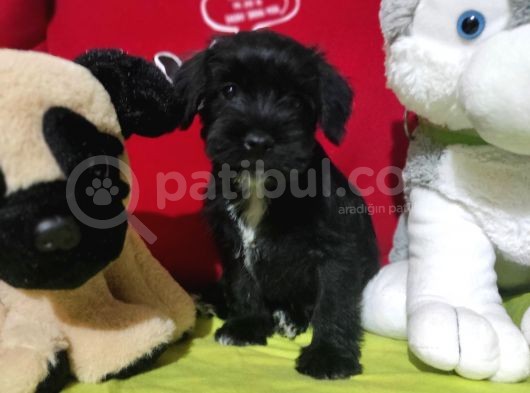 Minyatür Schnauzer Bebekler görsel