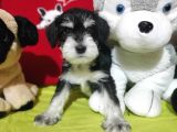 Minyatür Schnauzer Bebekler