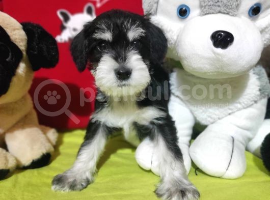 Minyatür Schnauzer Bebekler görsel