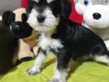 Minyatür Schnauzer Bebekler