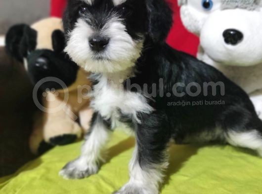 Minyatür Schnauzer Bebekler görsel