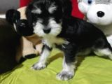 Minyatür Schnauzer Bebekler