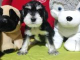 Minyatür Schnauzer Bebekler