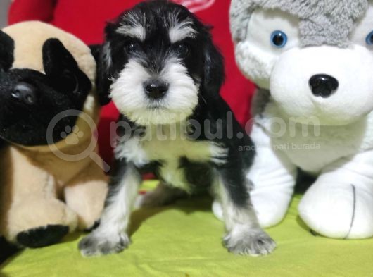 Minyatür Schnauzer Bebekler