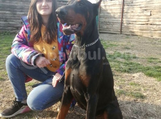Dev Doberman Yavruları görsel