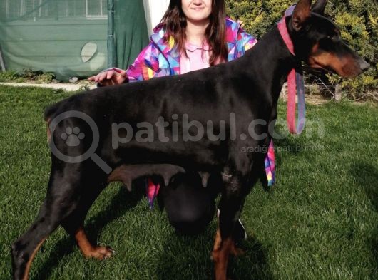 Dev Doberman Yavruları görsel