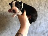 Border Collie Bebekler