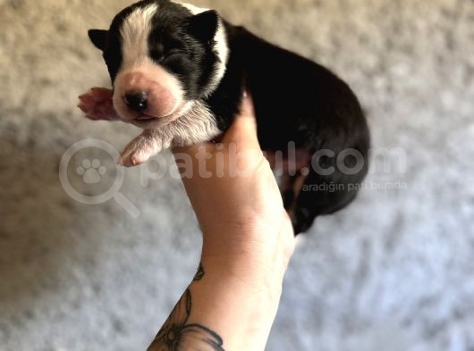Border Collie Bebekler görsel