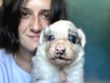 Border Collie Bebekler