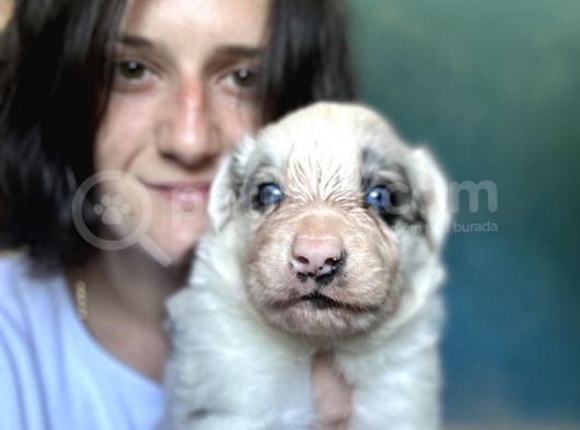 Border Collie Bebekler görsel