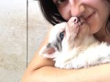 Border Collie Bebekler