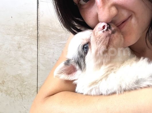 Border Collie Bebekler