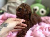 Darkbrown Kahve Rengi Orjinal Toypoodle