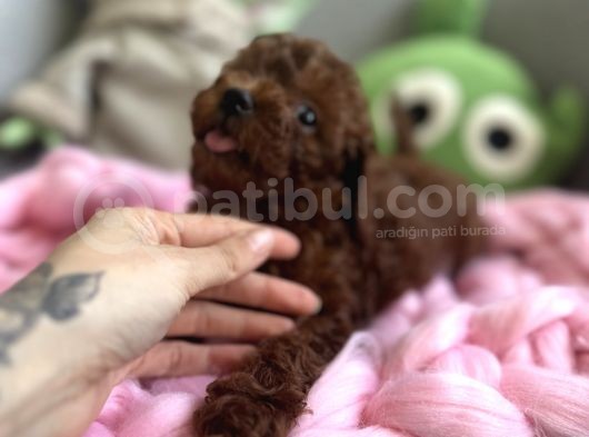 Darkbrown Kahve Rengi Orjinal Toypoodle görsel