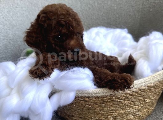 Darkbrown Kahve Rengi Orjinal Toypoodle görsel