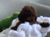 Darkbrown Kahve Rengi Orjinal Toypoodle