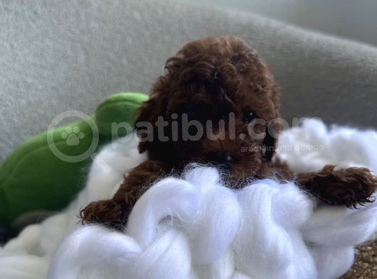 Darkbrown Kahve Rengi Orjinal Toypoodle görsel
