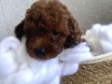 Darkbrown Kahve Rengi Orjinal Toypoodle