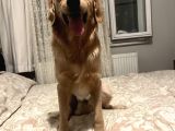 ÜCRETSİİİİZZZ HARİKA BİR DOSTTT 1 yasında uysal harika erkek golden