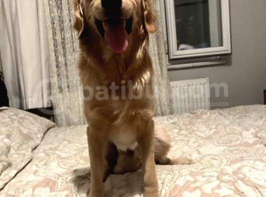 Ücretsi̇i̇i̇i̇zzz Hari̇ka Bi̇r Dosttt 1 Yasında Uysal Harika Erkek Golden