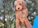 Poodle