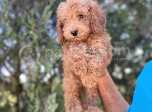 Poodle