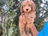 Poodle
