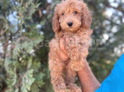 Poodle görsel