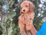 Poodle