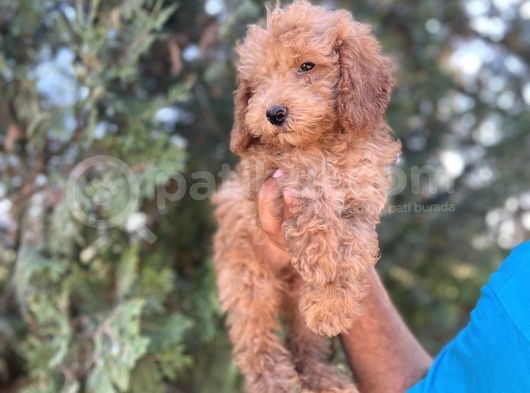 Poodle görsel
