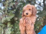 Poodle