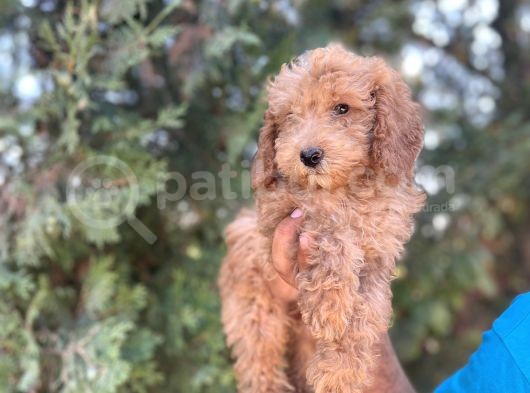 Poodle görsel