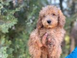 Poodle