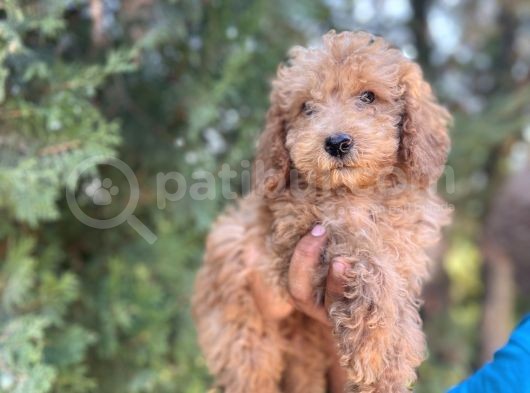 Poodle görsel