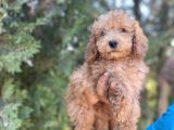 Poodle