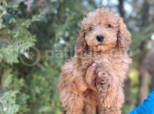Poodle görsel