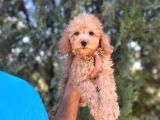Toy poodle kızım
