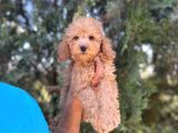 Toy Poodle Kızım