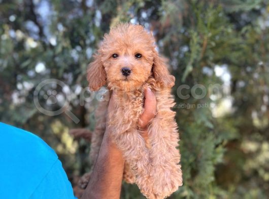 Toy Poodle Kızım görsel