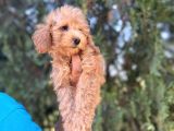 Toy Poodle Kızım