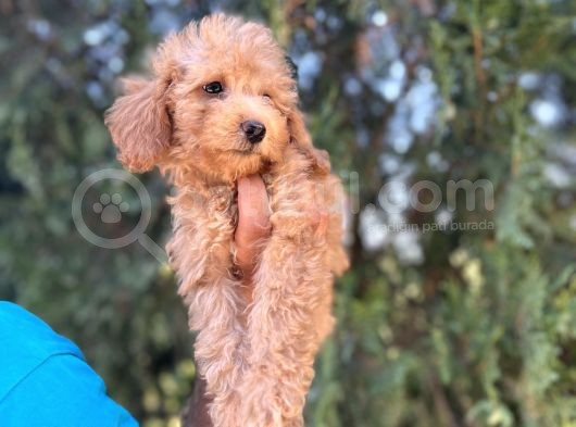 Toy Poodle Kızım görsel
