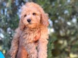 Poodle bebeklerim