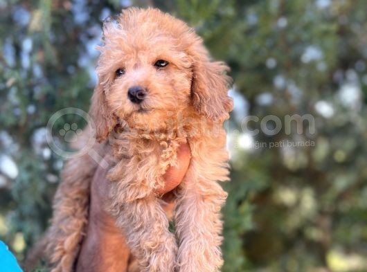 Toy Poodle Kızım görsel